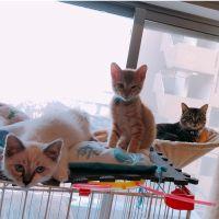 リナぽさん