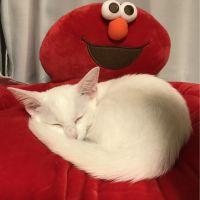 よるちゃん 会員画像