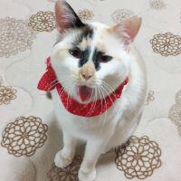 かなぶんぶん 会員画像