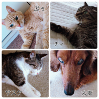 みのちゃんずさん