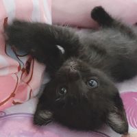 みゃんこたんさん