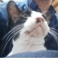 ネコデカマン 会員画像