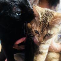 ひすいねこ 会員画像