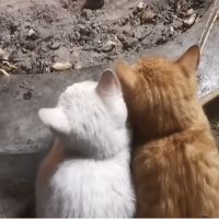 しぃごんさん