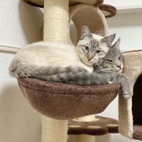 ななトン 会員画像