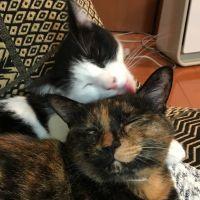 やしやし 会員画像