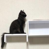 chouchou 会員画像
