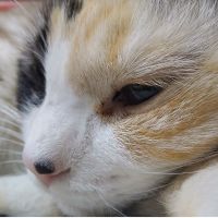 グレちゃんママさん