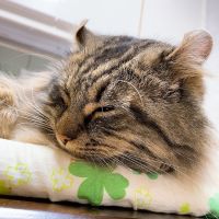 ロロのお母さん 会員画像