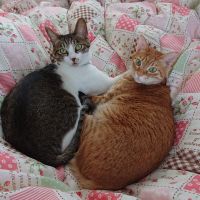 Will&Shelly 会員画像