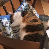 群馬の猫好き 会員画像