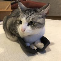 エボハネ 会員画像