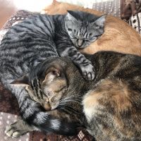 ねこ3匹さん