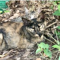 平塚・伊勢原 保護成猫譲渡プロジェクト 会員画像