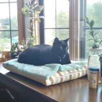 すずまるにゃんさん