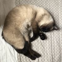 奈良シカダイ 会員画像