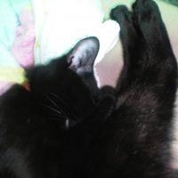 ねこの 会員画像