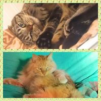 よっしーずさん