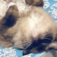 おむすびころろんさん
