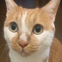 アスタロウ 会員画像