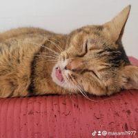 真沙美 会員画像