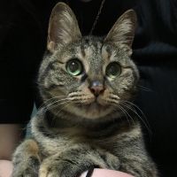 ニーノママさん