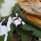 迷彩キャット 会員画像