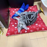 デコピンクさん