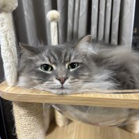 ノア太郎 会員画像