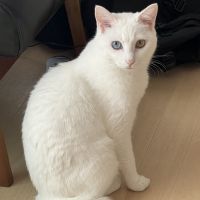 ねこのしっぽ@さん