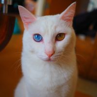 ねこのしっぽ@さん
