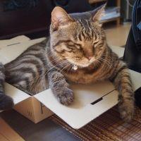 コモトクさん