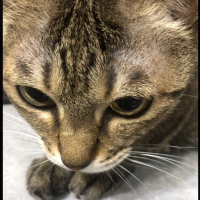 すみっこるななさん