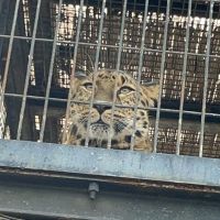 ネコッコジロウさん