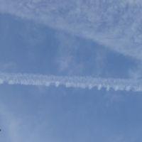 日本キャベツ 会員画像