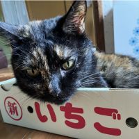 さびのさん