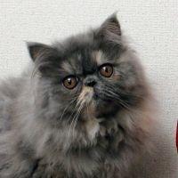 ネコ牧場 会員画像