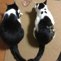 モカにゃんさん