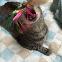 tacticswolfさん