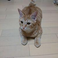 メトロノーム 会員画像