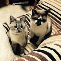 さらだ 会員画像