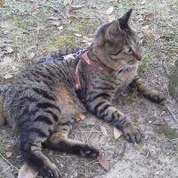 またたびニャゴロ 会員画像