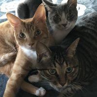 猫ちび太さん