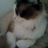 にゃぃ 会員画像