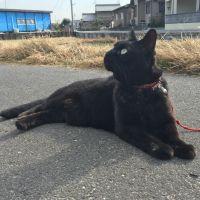 さんねこ 会員画像