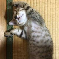 クロンボ 会員画像