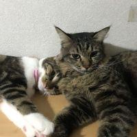 あどにす 会員画像