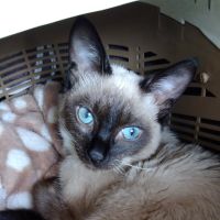 みきあわざおさん