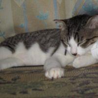 nekoyoshiyoshi 会員画像