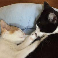 ニャッフル 会員画像